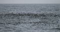 Storm-petrels